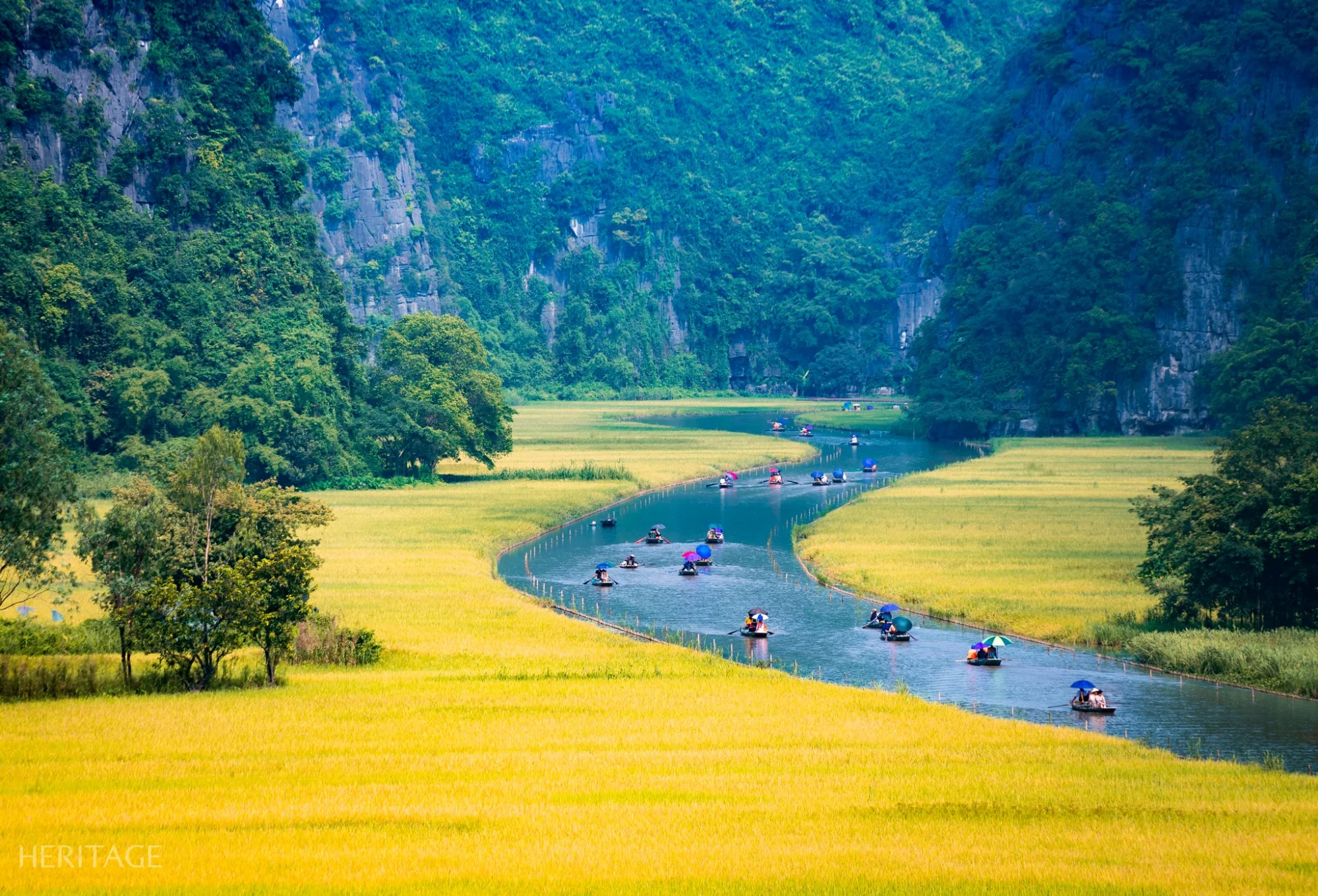 A winding river cutting through golden rice paddies and limestone karsts in Tam Coc, Ninh Binh.