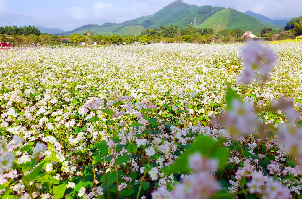 Rolling hills covered in pink and white buckwheat flowers in Ha Giang.