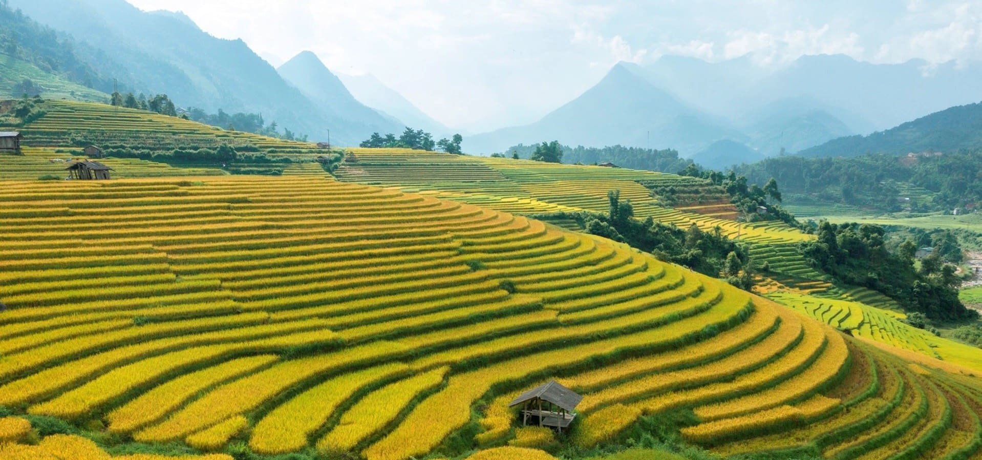 Stunning golden rice terraces in Sapa, a must-see destination for travelers taking the Ha Long Bay to Sapa bus during harvest season